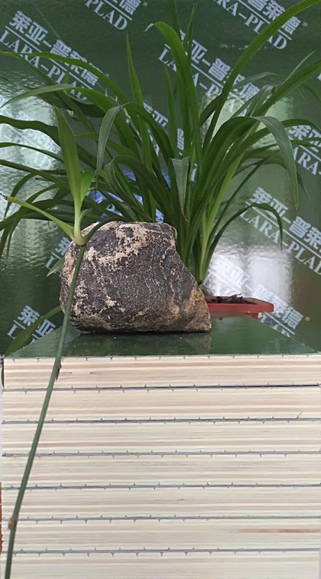 萊亞普萊德